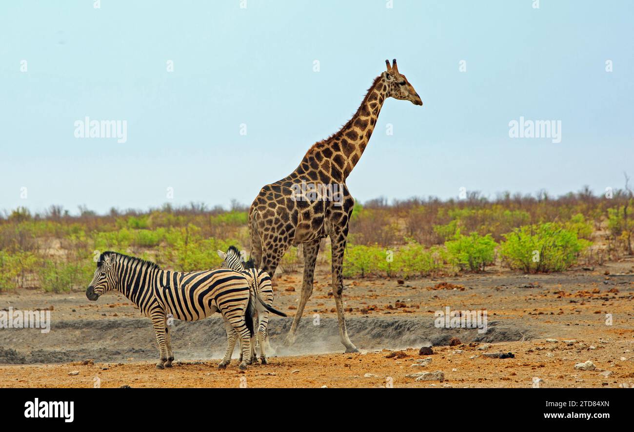 Einsame Giraffe mit zwei Zebras im Vordergrund mit einem natürlichen üppigen Buschhintergrund und blauem Himmel Stockfoto