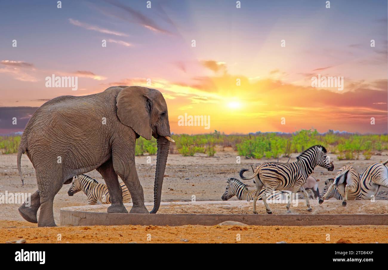 Afrikanischer Elefant an einem Wasserloch, mit Zebras, die sich bewegen - Elefanten beherrschen die Wasserlöcher - Zebras, die mit Beinen in der Luft laufen, gegen einen schönen Sonnenuntergang s Stockfoto