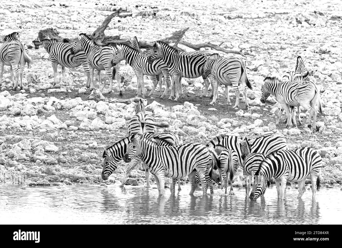 Herde von Zebra am Wasserloch trinken und paddeln im Lagerwasserloch. Stockfoto