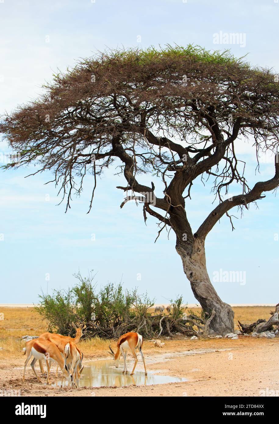 Springbok trinkt Froma, eine kleine Wasserpfütze unter einem hohen Akazienbaum Stockfoto