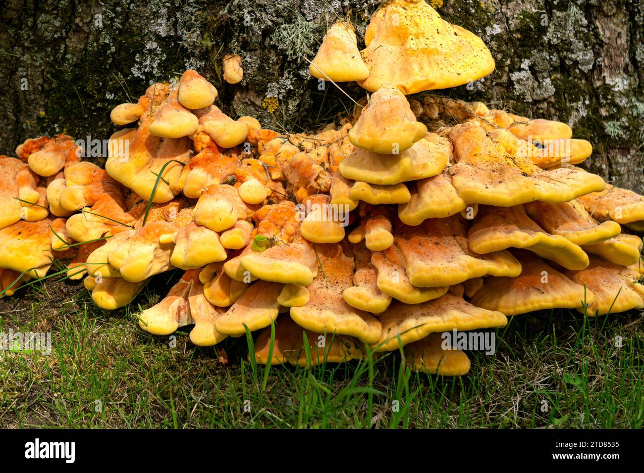 Ein riesiger Pilz, ein schwefelgelber Zunderpilz, auf dem Stamm einer großen Eiche Stockfoto