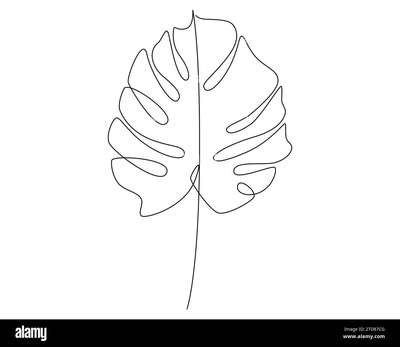 monstera jungle mint Monstera Jungle Mint main image 0