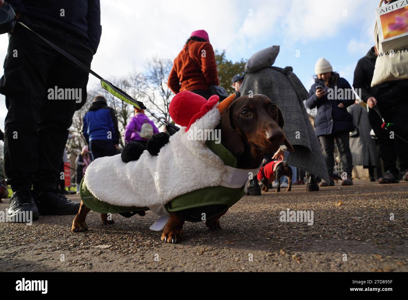 Dackel beim jährlichen Hyde Park Sausage Walk in Hyde Park, London, treffen sich Dackel und ihre Besitzer, um die Weihnachtszeit zu feiern, mit vielen der Würstchen in schicken Kleidern. Bilddatum: Sonntag, 17. Dezember 2023. Stockfoto