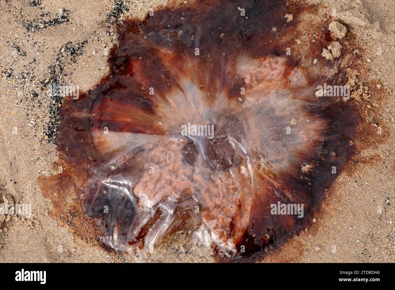 Löwenmähne Qualle (Cyanea capillata). Riesenquallen, arktische rote Quallen, Haargelee, eine der größten bekannten Quallenarten. Stockfoto