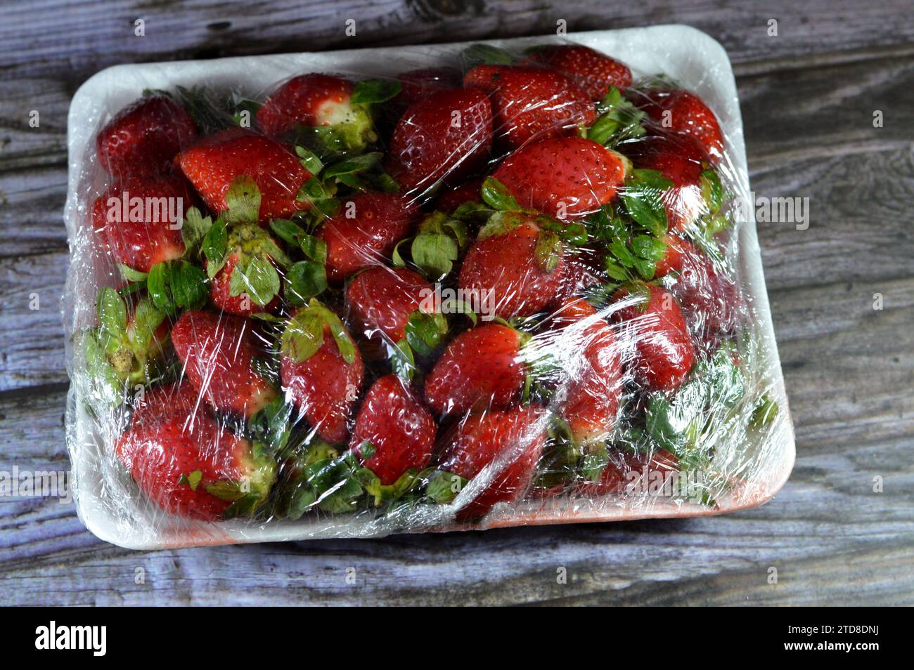 Haufen frischer Erdbeeren, die Gartenerdbeere ist eine weit verbreitete Hybridart der Gattung Fragaria ananassa mit ihrem charakteristischen Aroma, Stockfoto