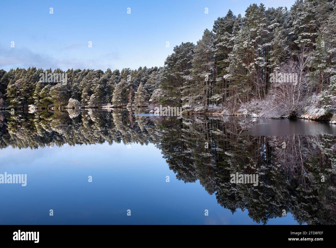 Schneebedeckte schottenkiefern spiegeln sich in Loch Garten, Highlands, Schottland Stockfoto