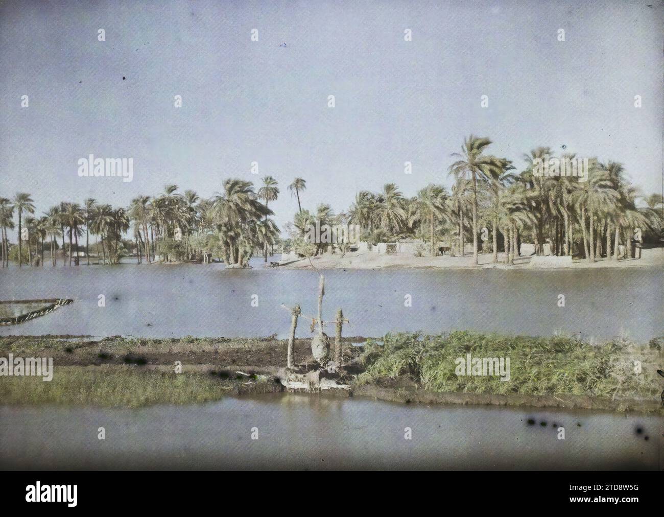 Umgebung von Louqsor, Ägypten, Afrika Nilflut bei Louqsor, Natur, Umwelt, Habitat, Architektur, Fluss, Bewässerung, Palmenhain, Naturphänomen, Hochwasser, Hydraulikanlage, Ägypten, bei Louqsor, Hochwasser des Nils bei Louqsor, Le Nil, Louxor, 03/10/1918 - 03/10/1918, Castelnau, Paul, 1918 – Nahost, Ägypten, Palästina, Chypre – Paul Castelnau (fotografischer Teil der Armee) – (9. Januar-6. Oktober), Autochrome, Foto, Glas, Autochrome, Foto, positiv, Horizontal, Format 9 x 12 cm Stockfoto