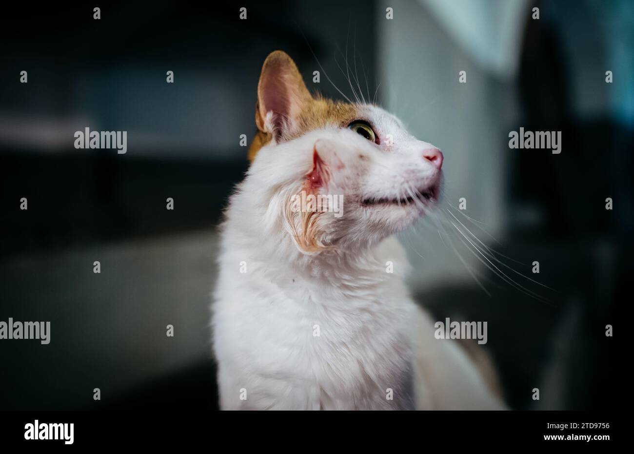 Einsame obdachlose Katze auf der Straße. Stockfoto