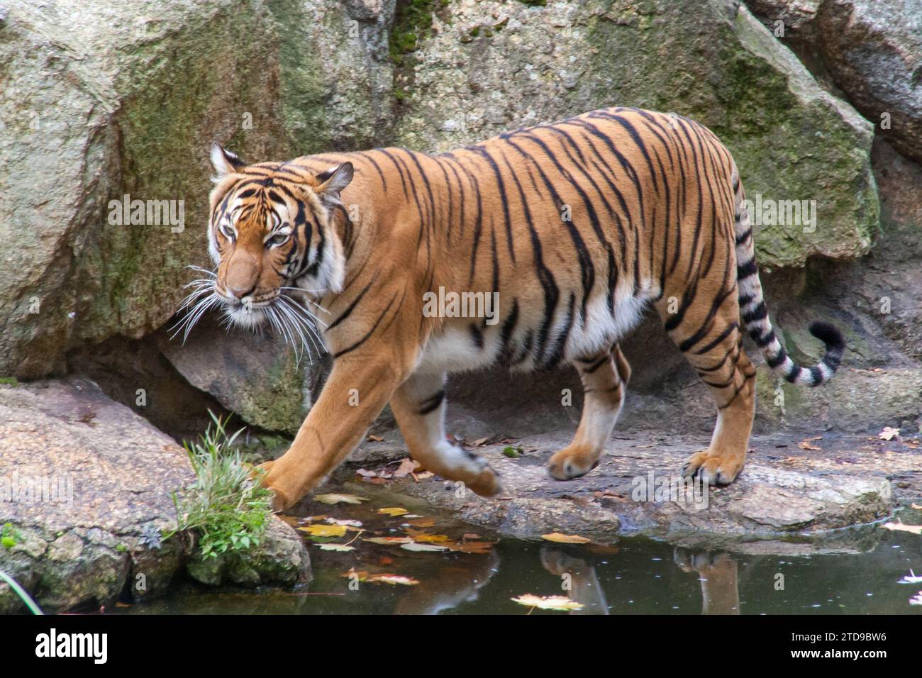 Ein Tiger im Berliner Zoo 2007 Stockfoto