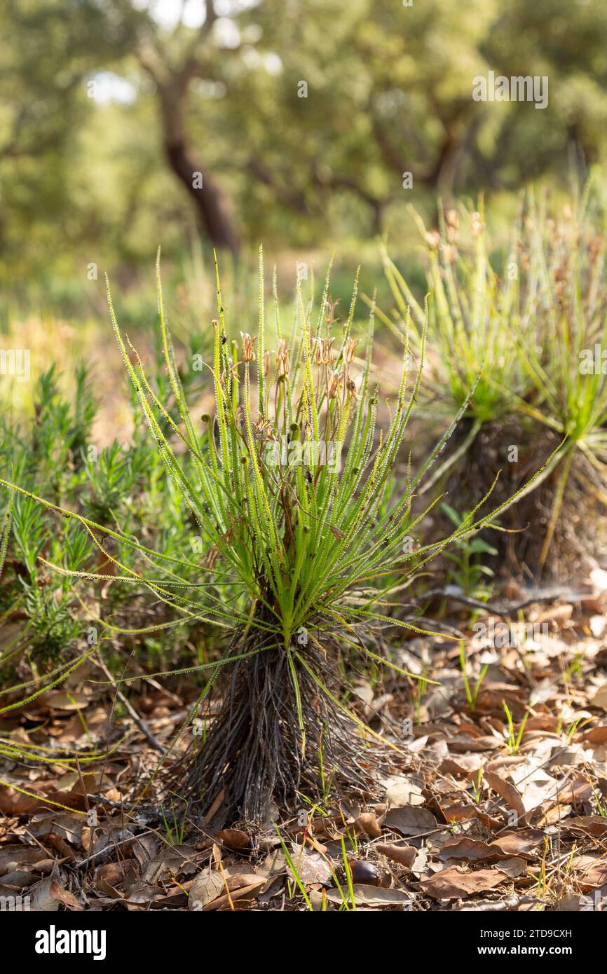 Der portugiesische Sonnentau (Drosophyllum lusitanicum), eine fleischfressende Pflanze, in einem natürlichen Lebensraum in der Nähe von Santiago do Cacem in Portugal Stockfoto