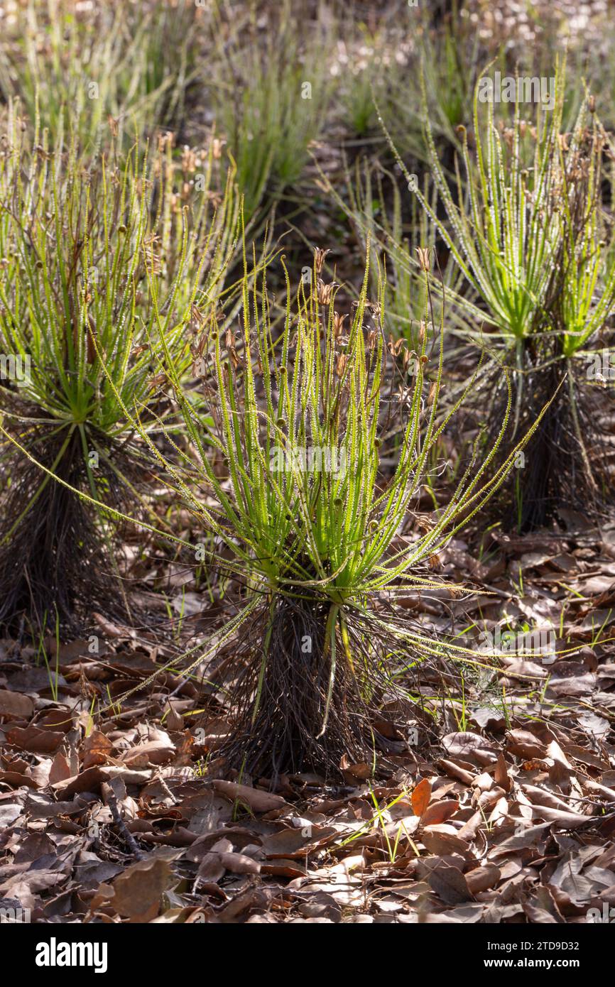 Der portugiesische Sonnentau (Drosophyllum lusitanicum), eine fleischfressende Pflanze, in einem natürlichen Lebensraum in der Nähe von Santiago do Cacem in Portugal Stockfoto