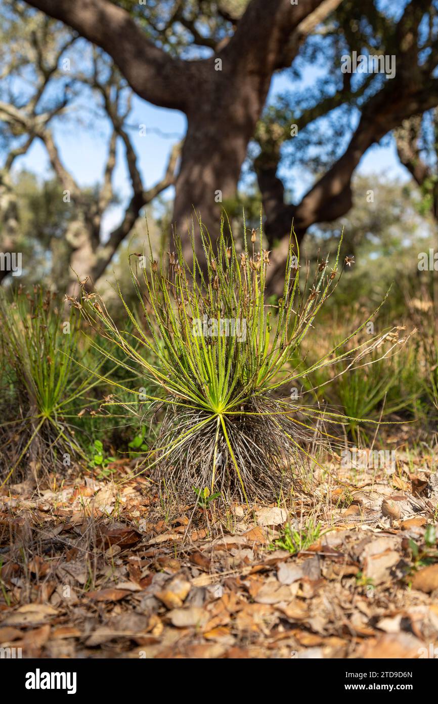 Der portugiesische Sonnentau (Drosophyllum lusitanicum), eine fleischfressende Pflanze, in einem natürlichen Lebensraum in der Nähe von Santiago do Cacem in Portugal Stockfoto