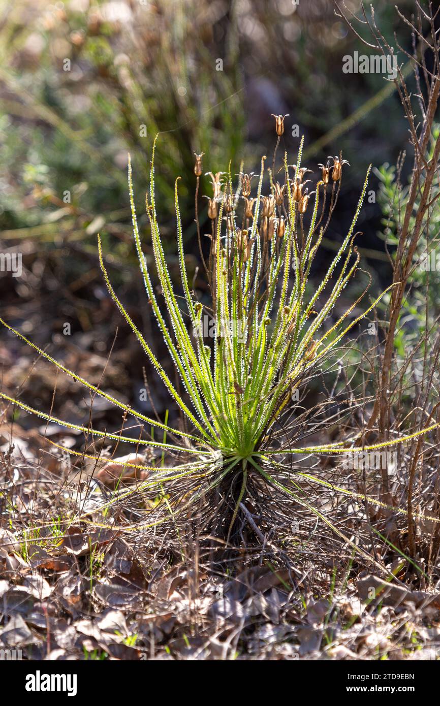 Der portugiesische Sonnentau (Drosophyllum lusitanicum), eine fleischfressende Pflanze, in einem natürlichen Lebensraum in der Nähe von Santiago do Cacem in Portugal Stockfoto
