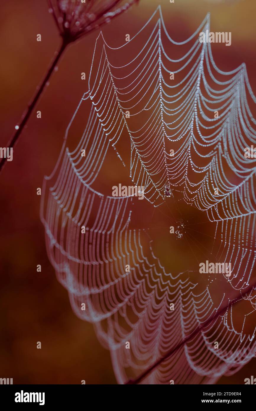 Eine Spinne klettert in ihrem Netz, das bei Sonnenaufgang mit Tau bedeckt ist, in der Region Tver, Russland Stockfoto