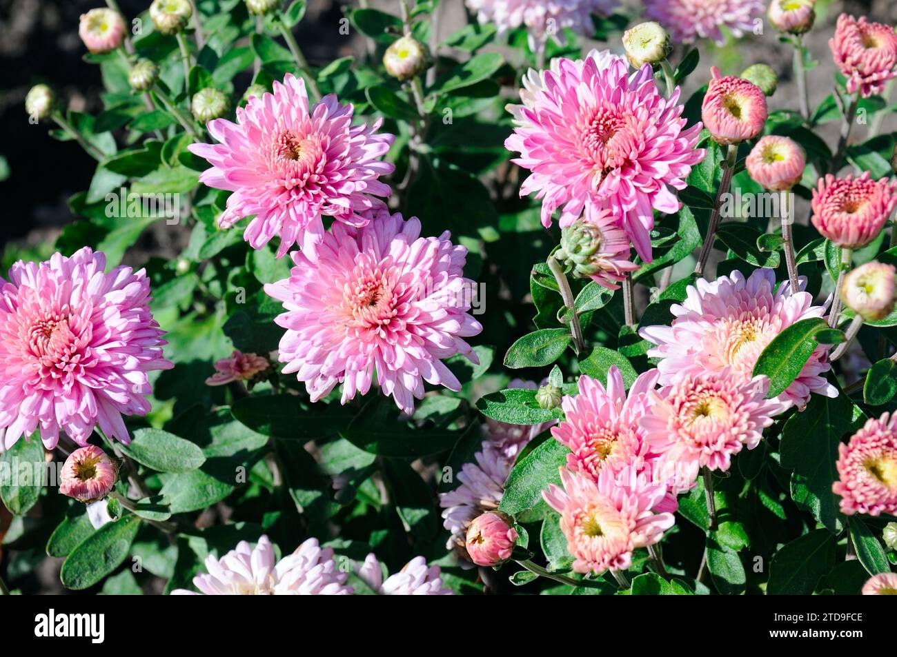 Heller Hintergrund blühender Chrysanthemen im Blumenbeet. Stockfoto