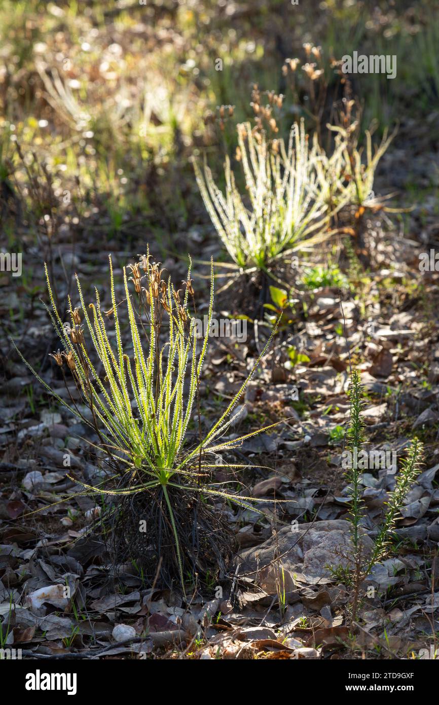 Der portugiesische Sonnentau (Drosophyllum lusitanicum), eine fleischfressende Pflanze, in einem natürlichen Lebensraum in der Nähe von Santiago do Cacem in Portugal Stockfoto