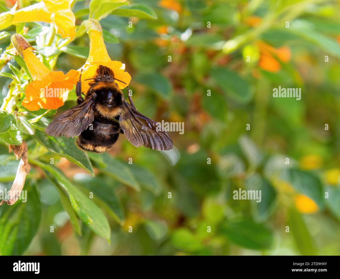 Makrofotografie einer Hummel, die sich bei Sonnenaufgang an einer Marmeladenblume ernährt, aufgenommen in einem Garten in den östlichen Andenbergen Zentral-Kolumbiens. Stockfoto