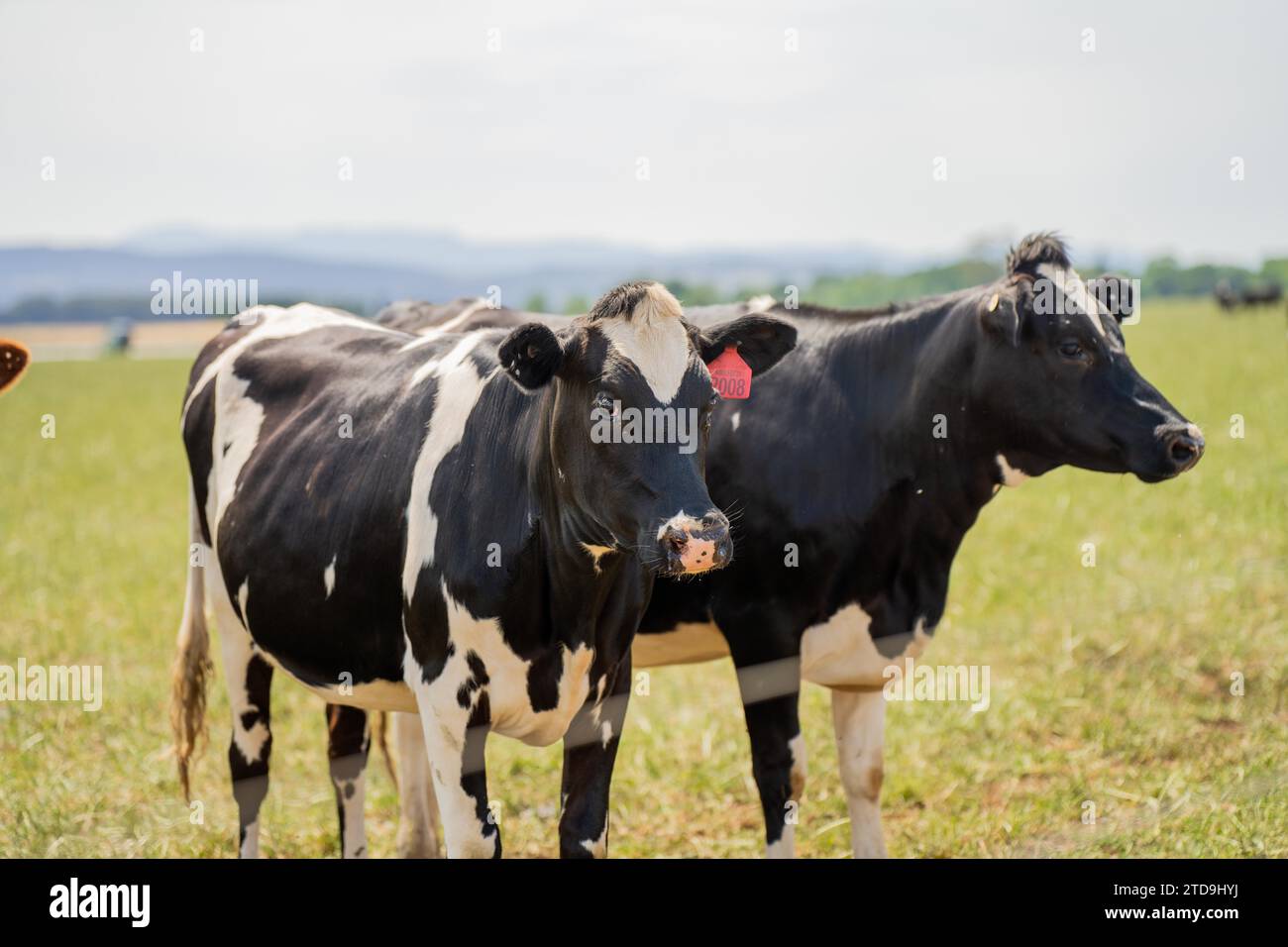 Milchkühe auf einem Feld auf einem Bauernhof Stockfoto