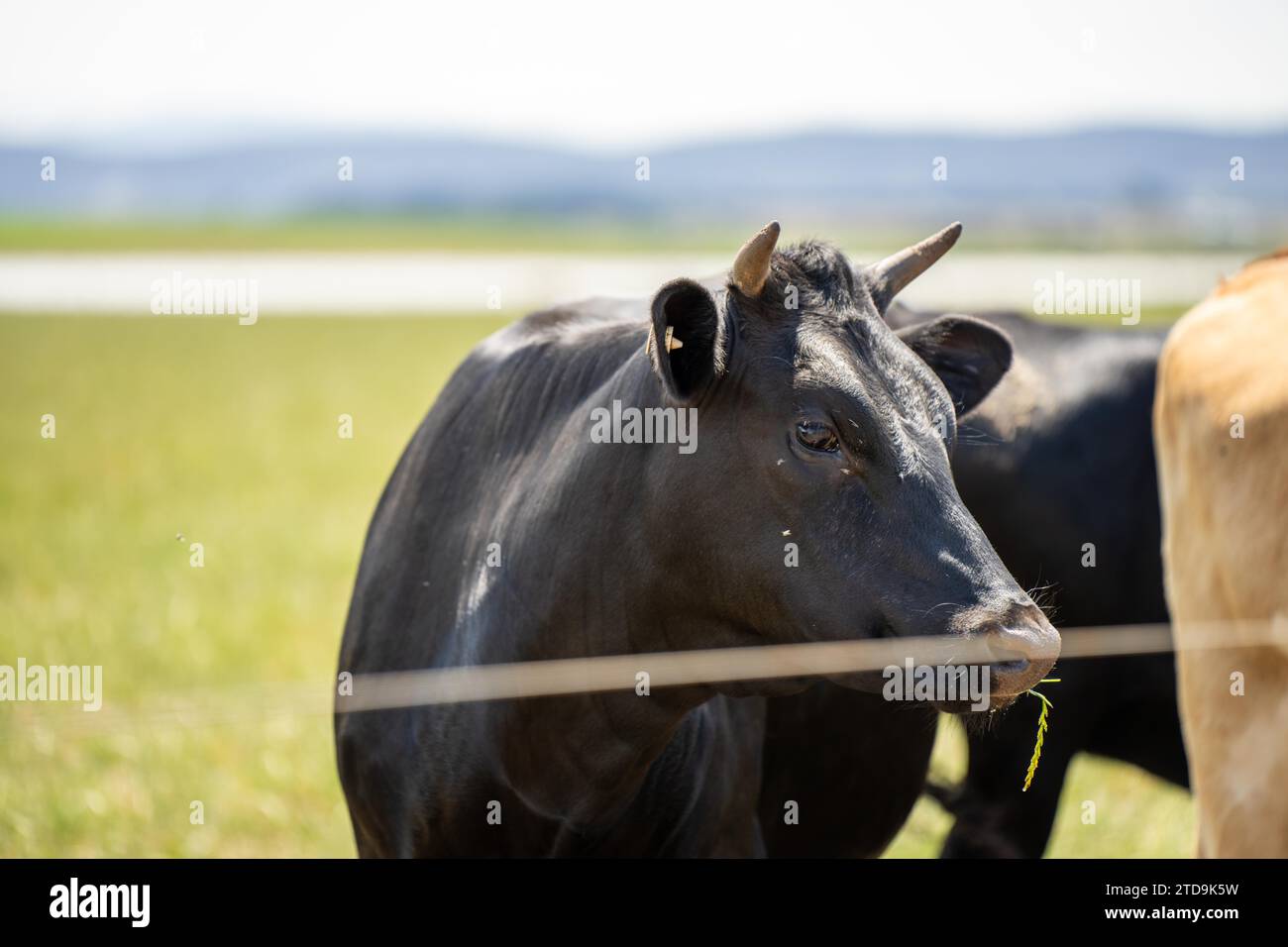 Milchkühe auf einem Feld auf einem Bauernhof Stockfoto