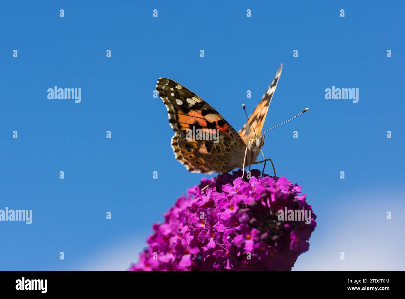 Bemalte Lady Vanessa cardui, die sich von einer Buddlea ernährt, Schmetterlingsbusch, in einem Garten mit blauem Himmel über dem Juli Stockfoto