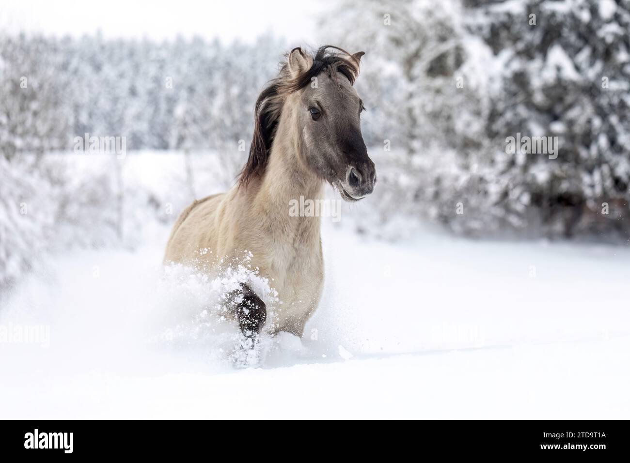 Ein wunderschöner konik-Pferdewallach, der durch eine verschneite Winterlandschaft im Freien läuft Stockfoto