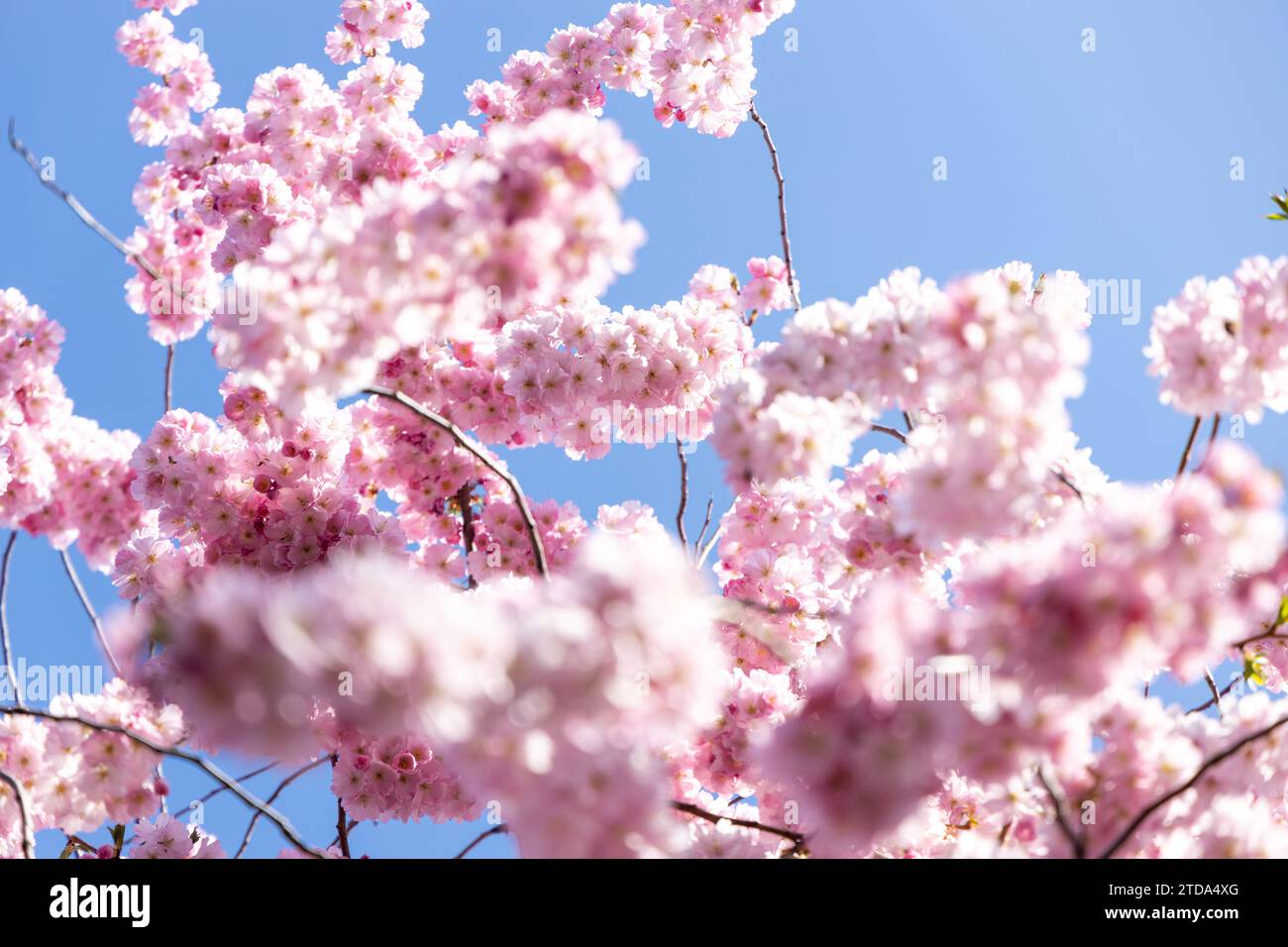 Kirschblüte im Frühling in Deutschland Stockfoto