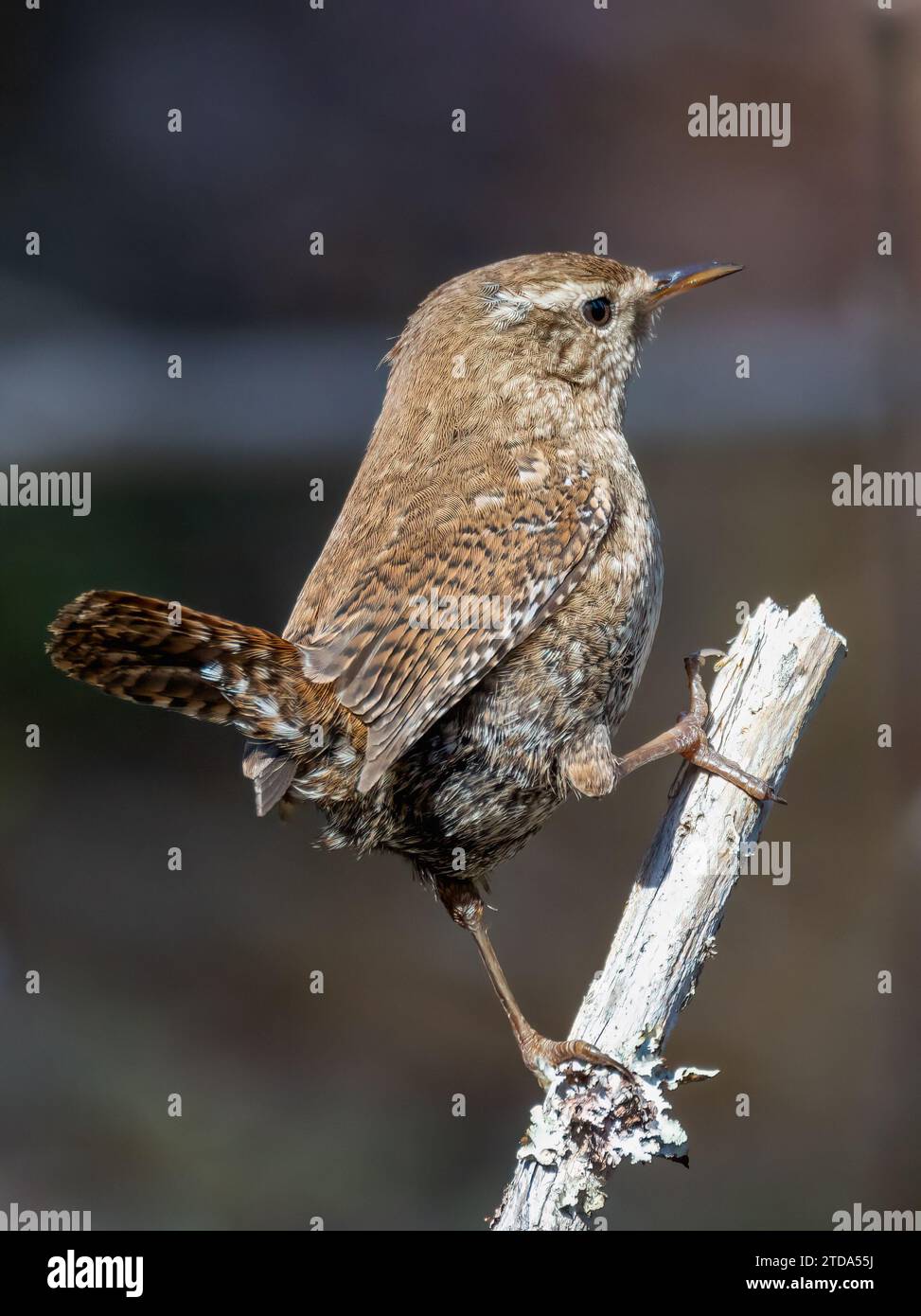 Winter Wren Stockfoto