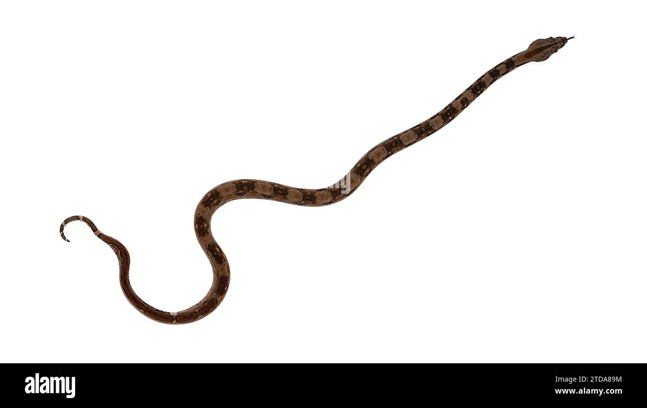 Boa Constrictor auf weißem Hintergrund: Atemberaubende Serpentine Wildlife in fesselnden Bildern Stockfoto