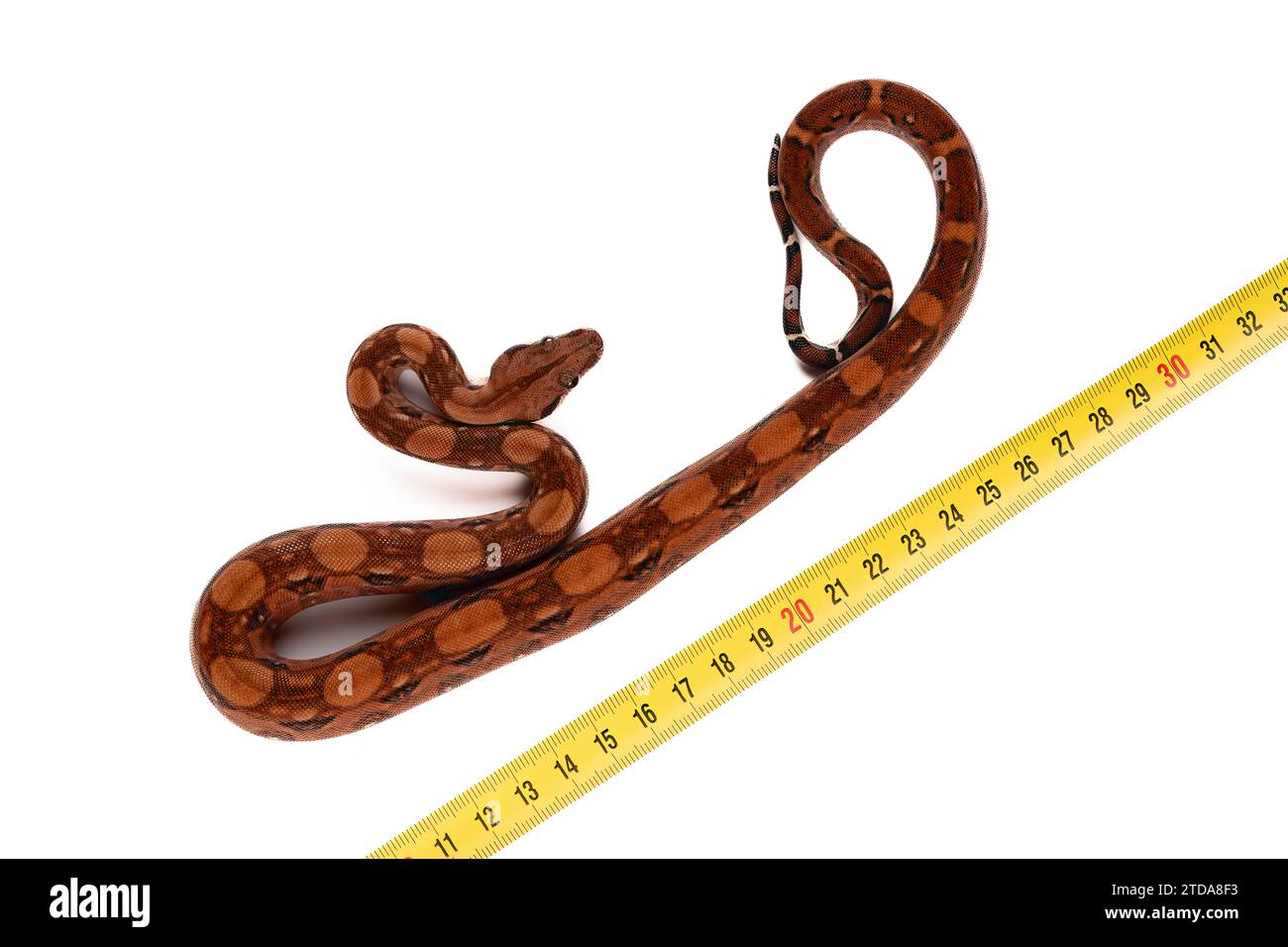 Boa Constrictor Measurement: Erkunden der Länge mit einem Messband | Wildtierfotografie auf weißem Hintergrund Stockfoto