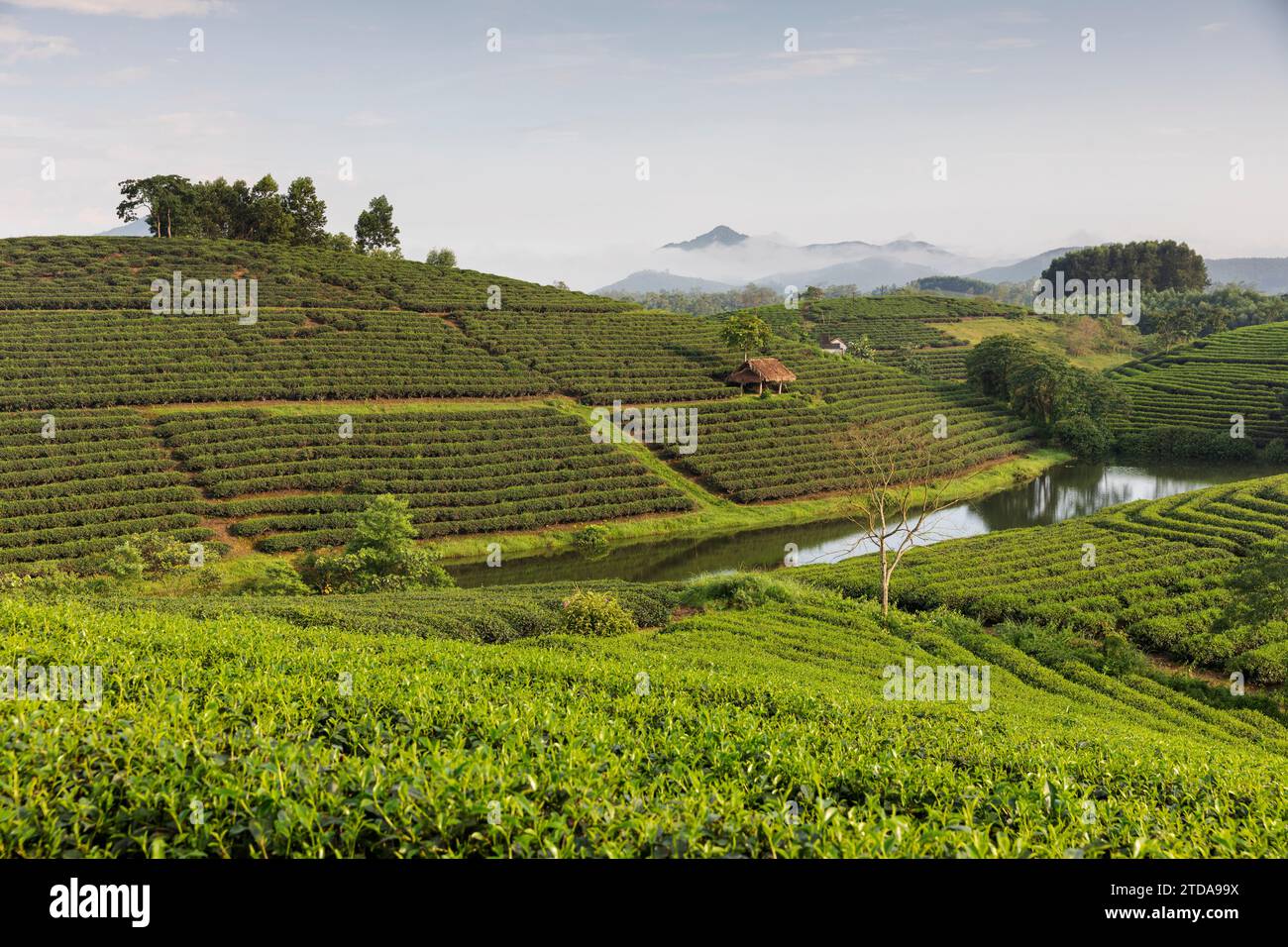 Teefelder in den Hügeln des mittleren Vietnams (CTK Foto/Ondrej Zaruba) Stockfoto