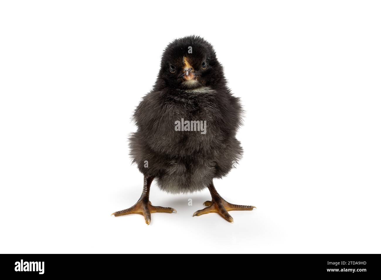 Frohe Ostern! Single Newborn Easter Chick: Symbol der Frühlingserneuerung Stockfoto