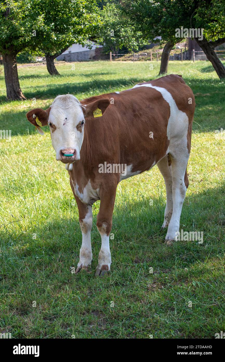 Majestätischer Stier: Fesselndes Porträt eines Weidebewohners, der in die Kamera blickt Stockfoto