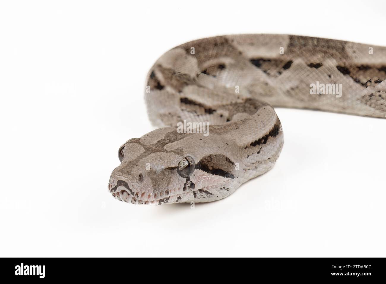 Caulker Caye Boa Constrictor auf weißem Hintergrund - exotische Reptilien Wildtiere Makrofoto Stockfoto