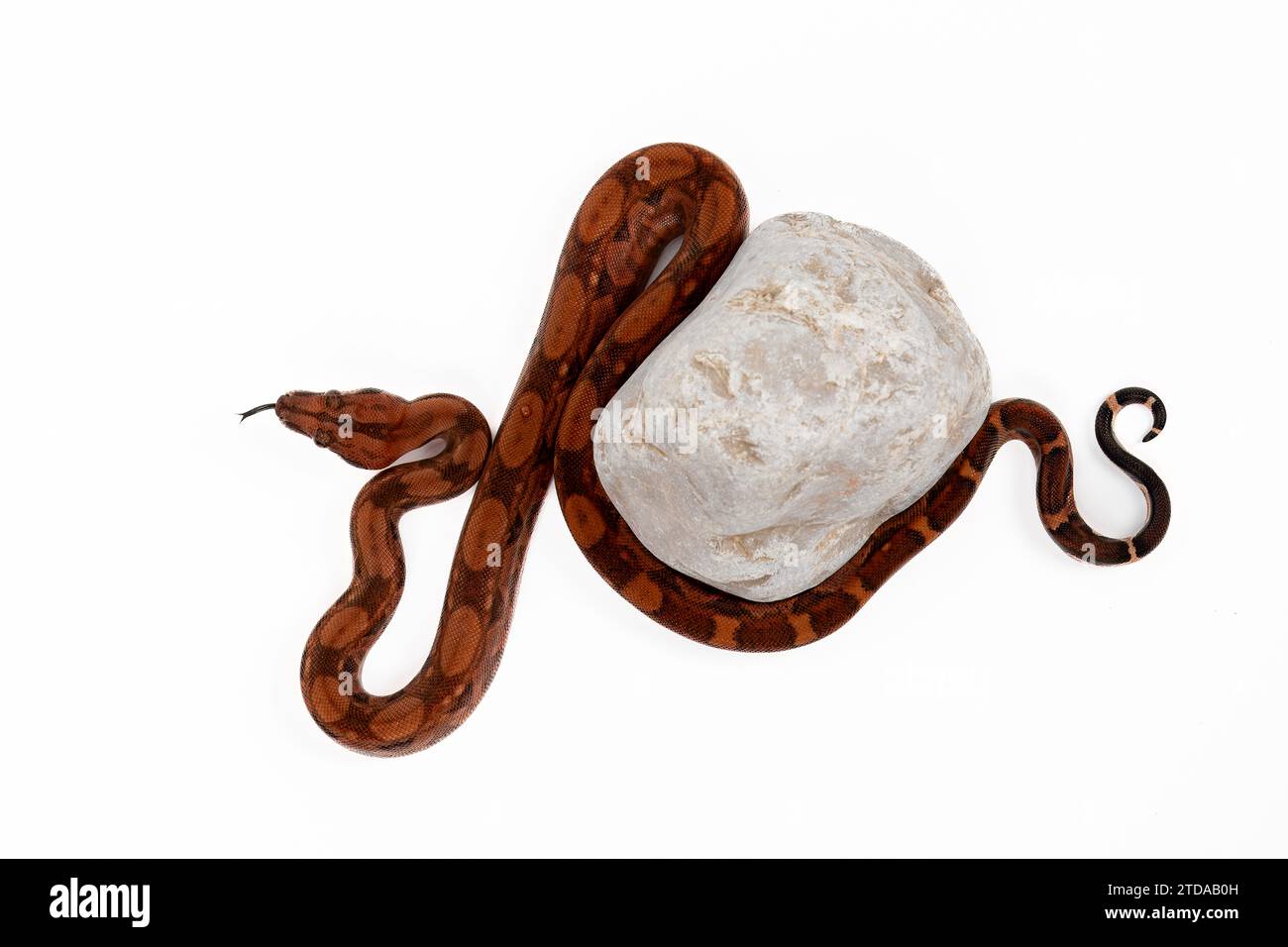 Baby Boa Constrictor mit Felsen - Nicaragua Blut Boa Imperator auf weißem Hintergrund - exotische Reptilien Wildlife Stock Photo Stockfoto