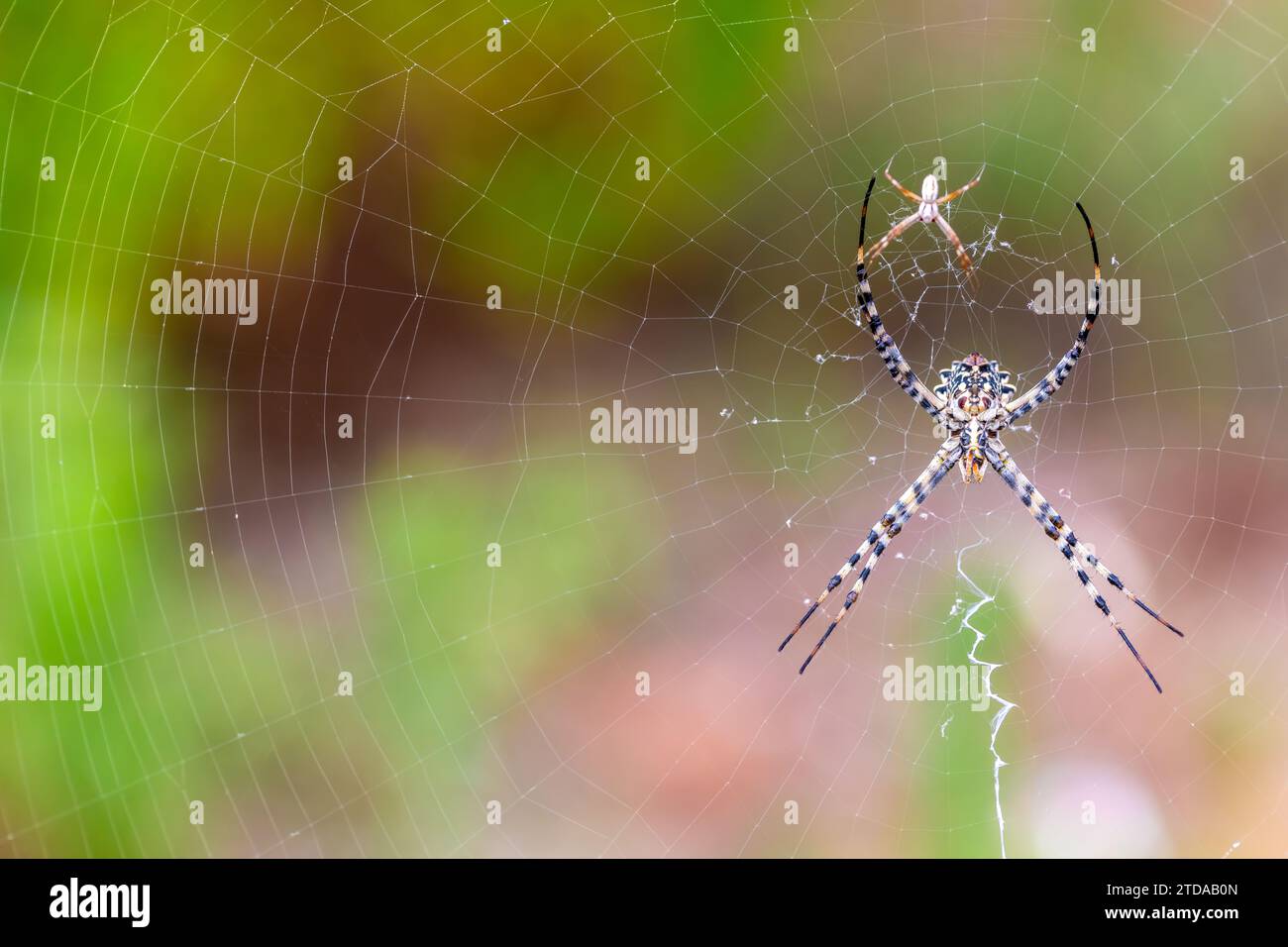 Gelappte Argiope Spider wartet auf Beute in Spanien - Wildlife Macro Photography Stock Photo Stockfoto
