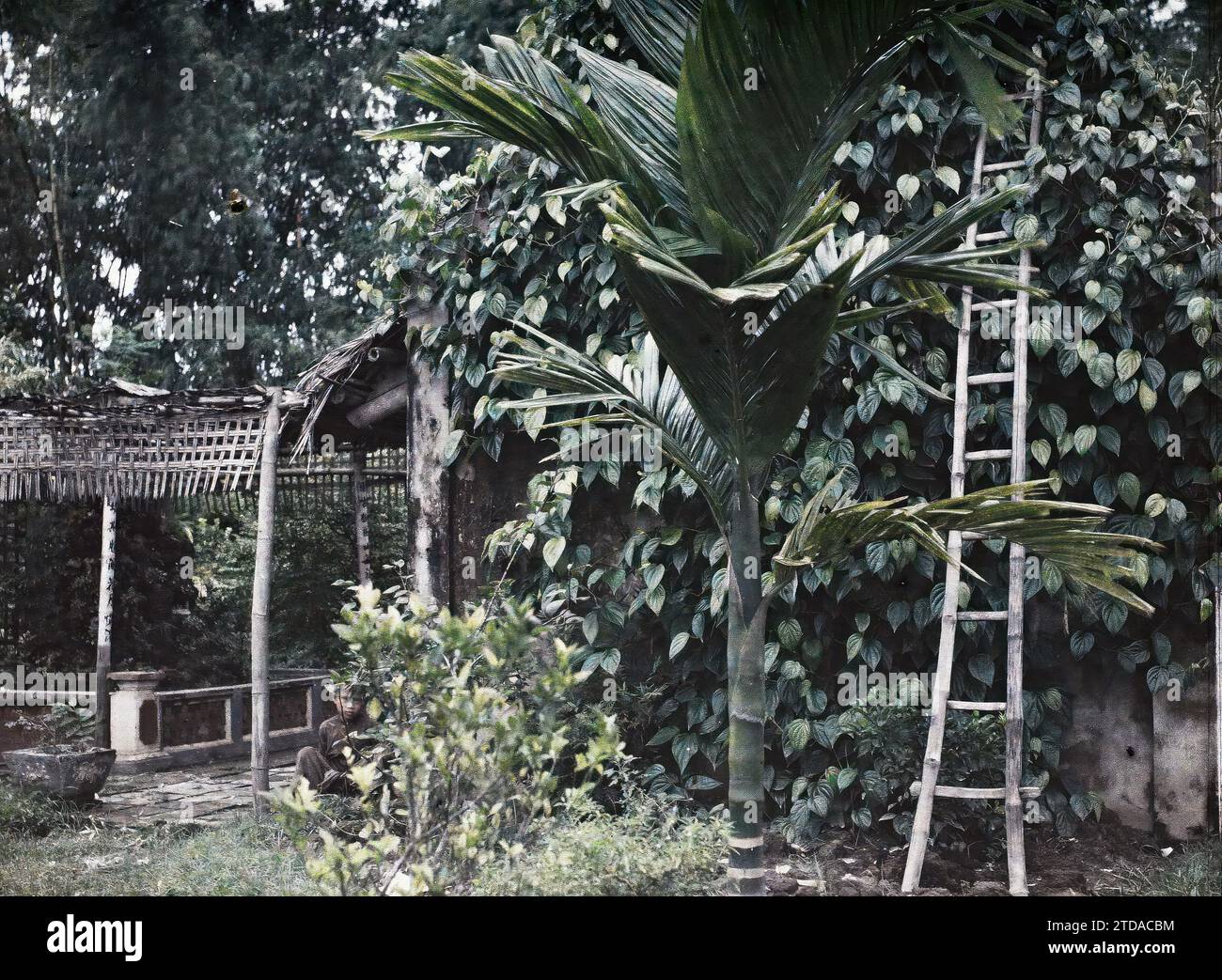 Tonkin, Indochina ein Areka- und Betelbaum, der an einer Mauer in einem Dorf entlang klettert, wirtschaftliche Aktivität, Habitat, Architektur, Alltag, Natur, Umwelt, Landwirtschaft, Viehzucht, Betelbaum, Palme, Palmenhain, ländliche Architektur, Wohngegenstände, Pergola, Vegetation, Botanik, Indochina, Tonkin, Tonkin, 01/1921 - 31.12.1921, Busy, Léon, Léon Busy Photographer en Indochine, Autochrome, Foto, Glas, Autochrome, Foto, positiv, Horizontal, Format 9 x 12 cm Stockfoto