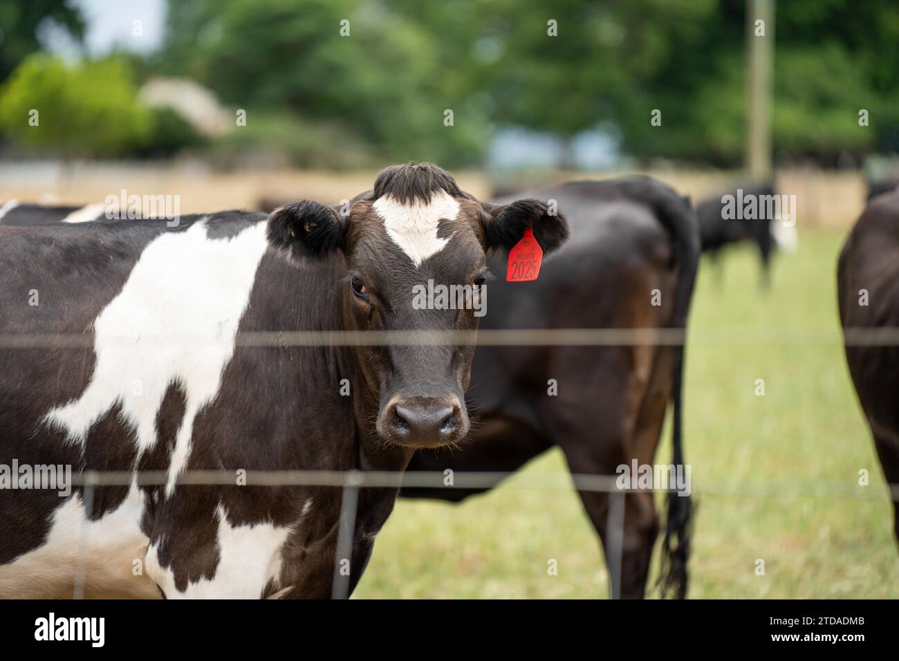 Milchkühe auf einem Feld auf einem Bauernhof Stockfoto