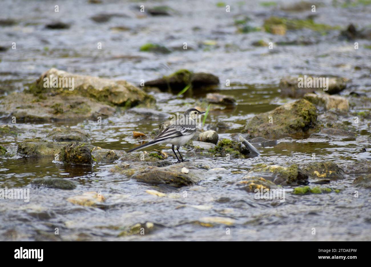 Pied Wagtail - Cornwall, Großbritannien Stockfoto