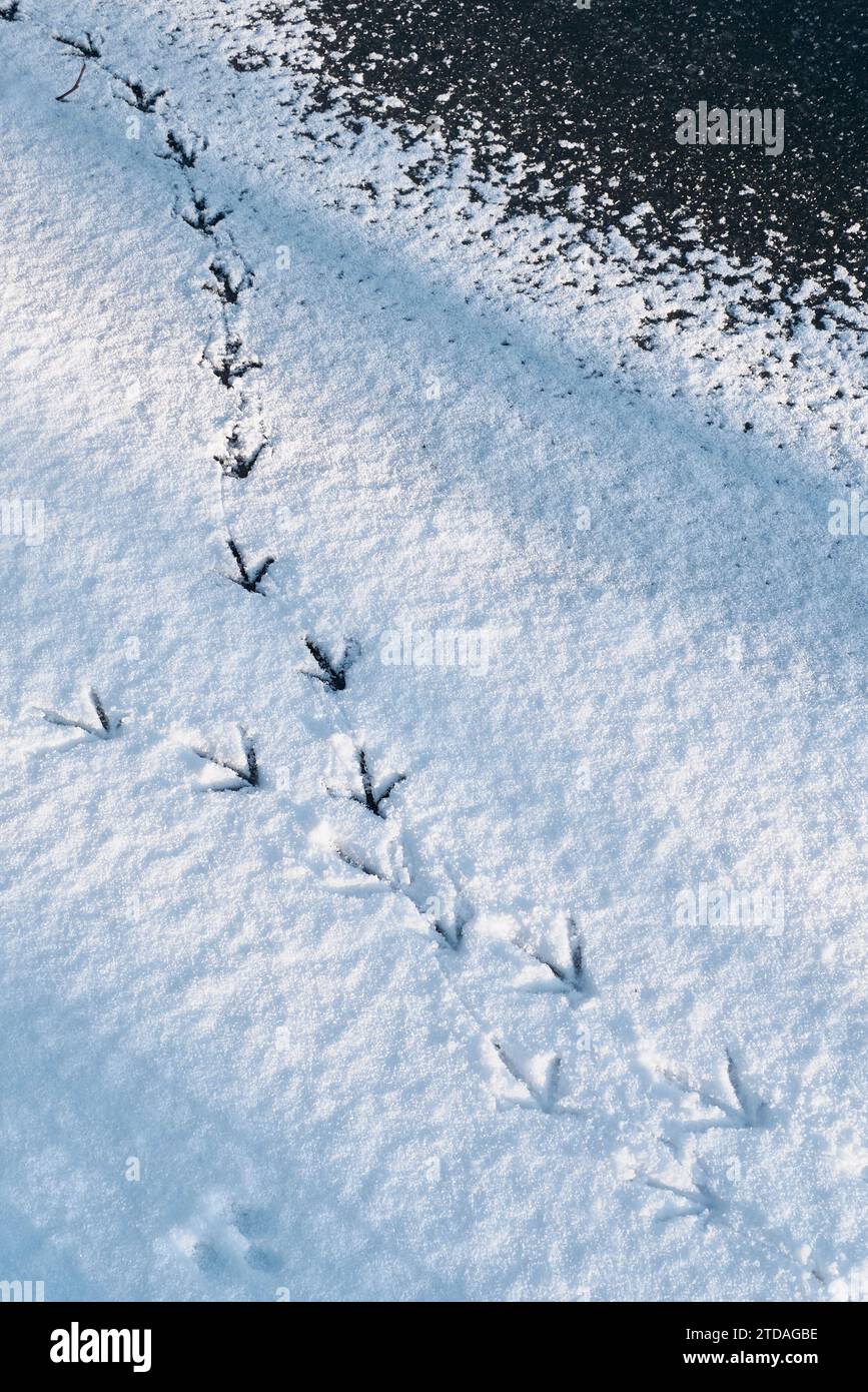 Fußabdrücke eines Moorhuhnvogels im Schnee auf dem gefrorenen Fluss tragen in Durham River Banks, Durham City, County Durham, England Stockfoto