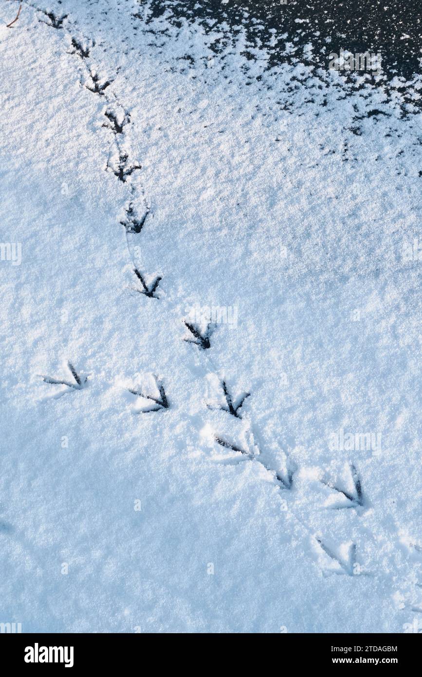 Fußabdrücke eines Moorhuhnvogels im Schnee auf dem gefrorenen Fluss tragen in Durham River Banks, Durham City, County Durham, England Stockfoto