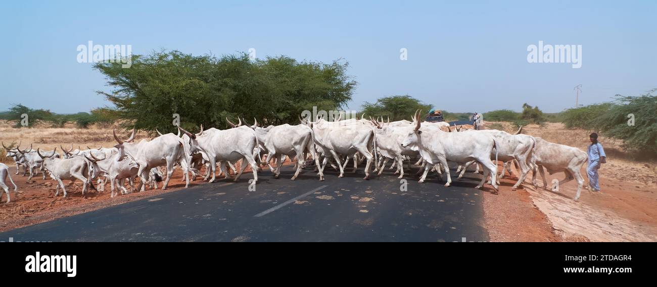 Weiße Fulani Rinder, Kühe, die eine Straße Senegal überqueren Stockfoto