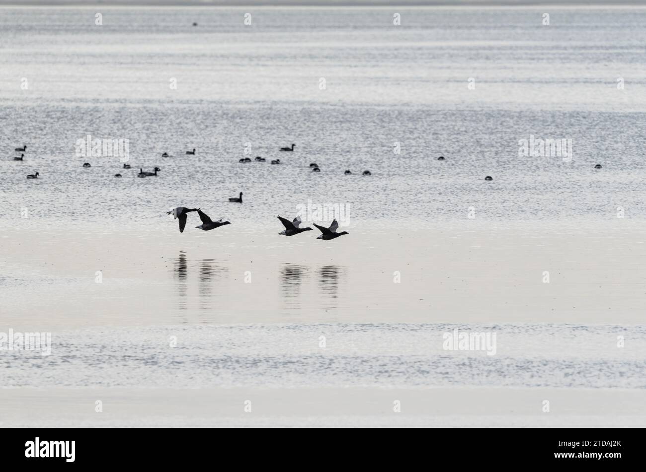 Flying Brent Gänse (Branta bernicla) in Leigh of Sea, Essex Stockfoto