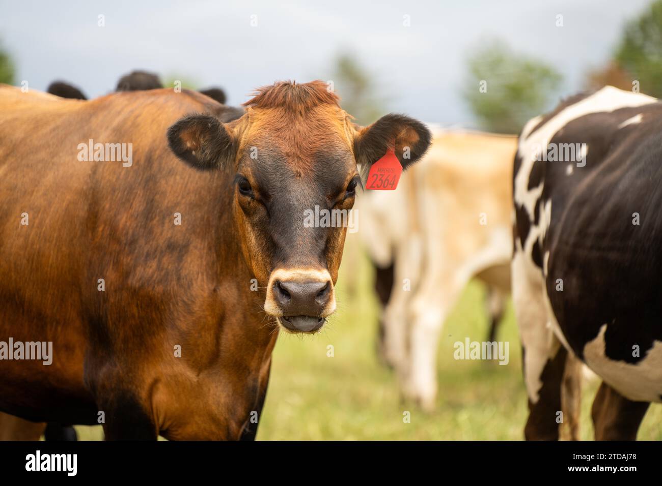 Milchkühe auf einem Feld auf einem Bauernhof Stockfoto