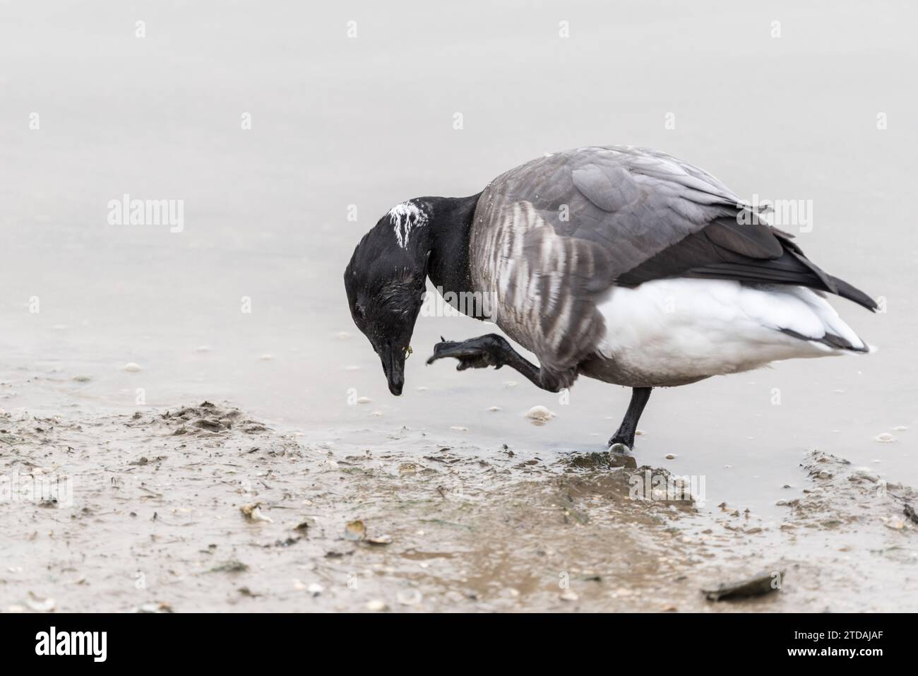 Brent-Goose (Branta bernicla) in Leigh on Sea, Essex Stockfoto