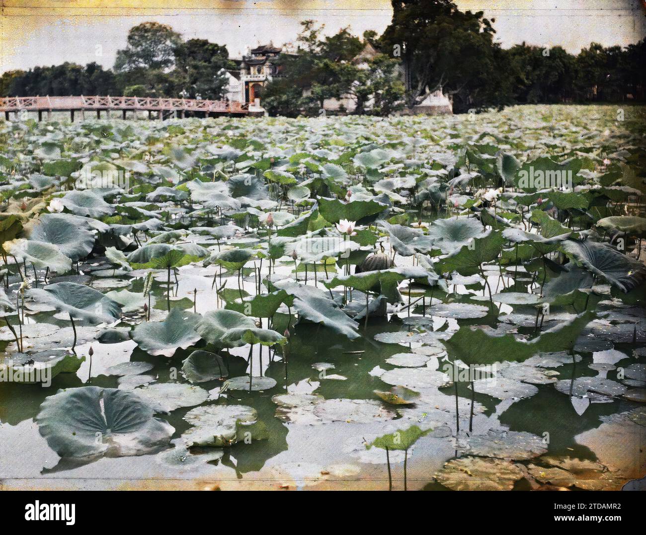 Hà-nôi, Hainoi Vietnam, Tonkin, Indochina der Ngoc-so'n-Tempel (von den Europäern „Pagode der Pinsel“ genannt), auf der „Jade-Insel“ des kleinen Sees, der mit Lotus bedeckt ist, Habitat, Architektur, Natur, Umwelt, Tempel, Pagode, Lotus, Bauingenieurwesen, See, Teich, Blume, Vegetation, Botanik, Brücke, religiöse Architektur, Indochina, Tonkin, Kulturen: Lotus-Anbau, Lotus-Feld in Blüte, Petit Lac, Ngoc-so'n [Pagode des Pinceaux], 01/05/1916 - 30/06/1916, Busy, Léon Busy Photographer en Indochine, Autochrome, Foto, Glas, Autochrome, Foto, positiv, Horizontal, Format 9 x 12 cm Stockfoto