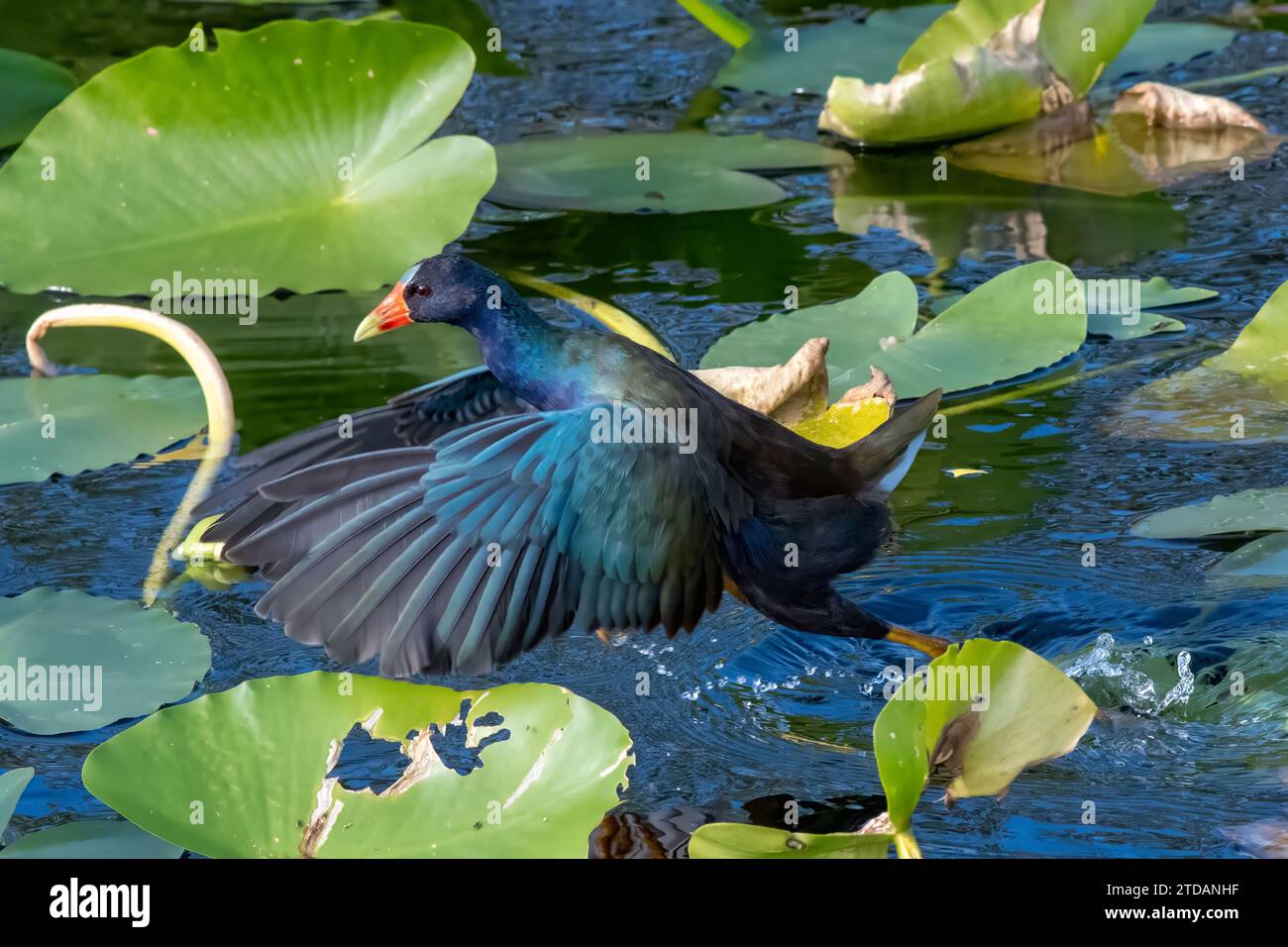 Purple Gallinule - Porphyrio martinica - Spaziergang auf dem Spatterdock auf dem Anhinga Trail im Everglades National Park, Florida am sonnigen Herbstnachmittag. Stockfoto