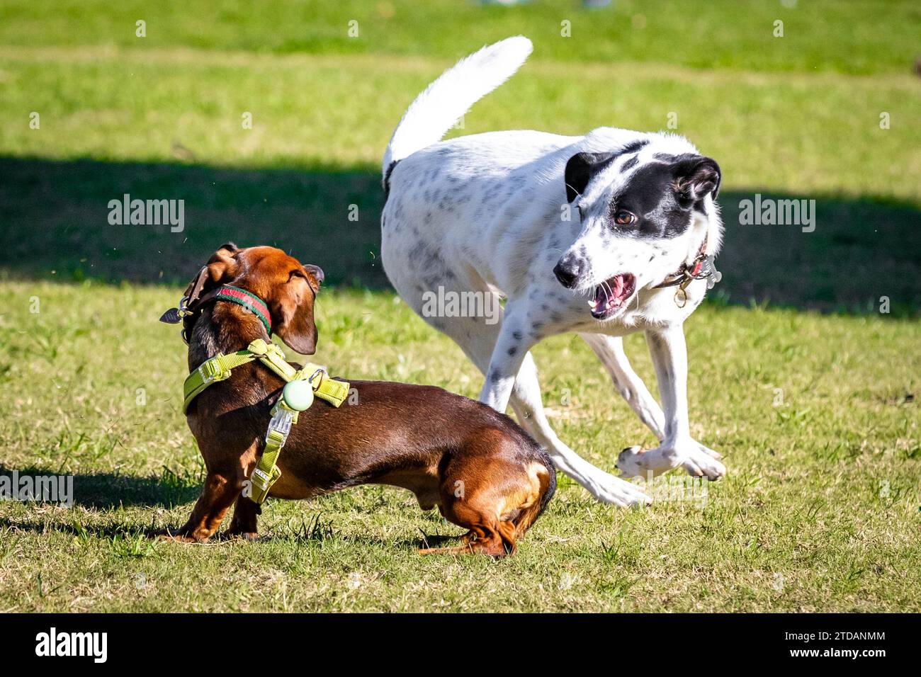 Niedliche Hunde spielen zusammen mit Dackeln, die im Hundepark jagen Stockfoto