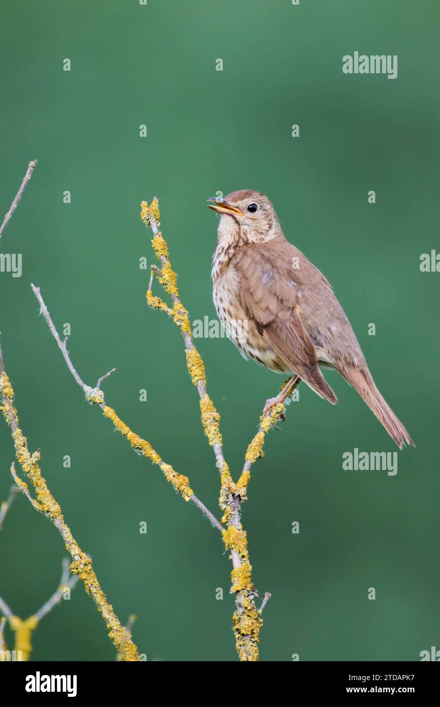 Singdrossel, Turdus philomelos, Song-Thrush Stockfoto