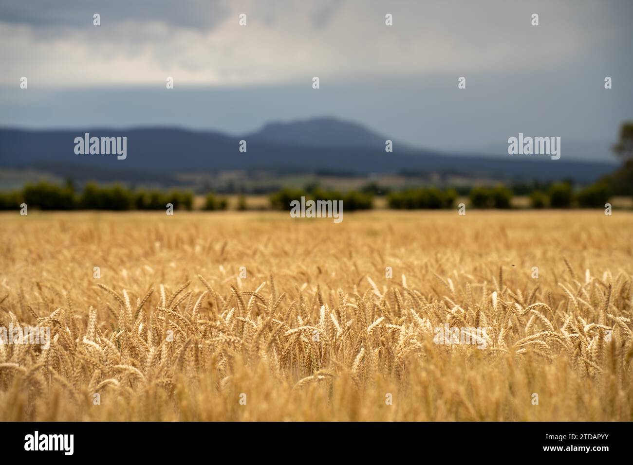 Weizensorten auf einem Feld im Sommer Stockfoto