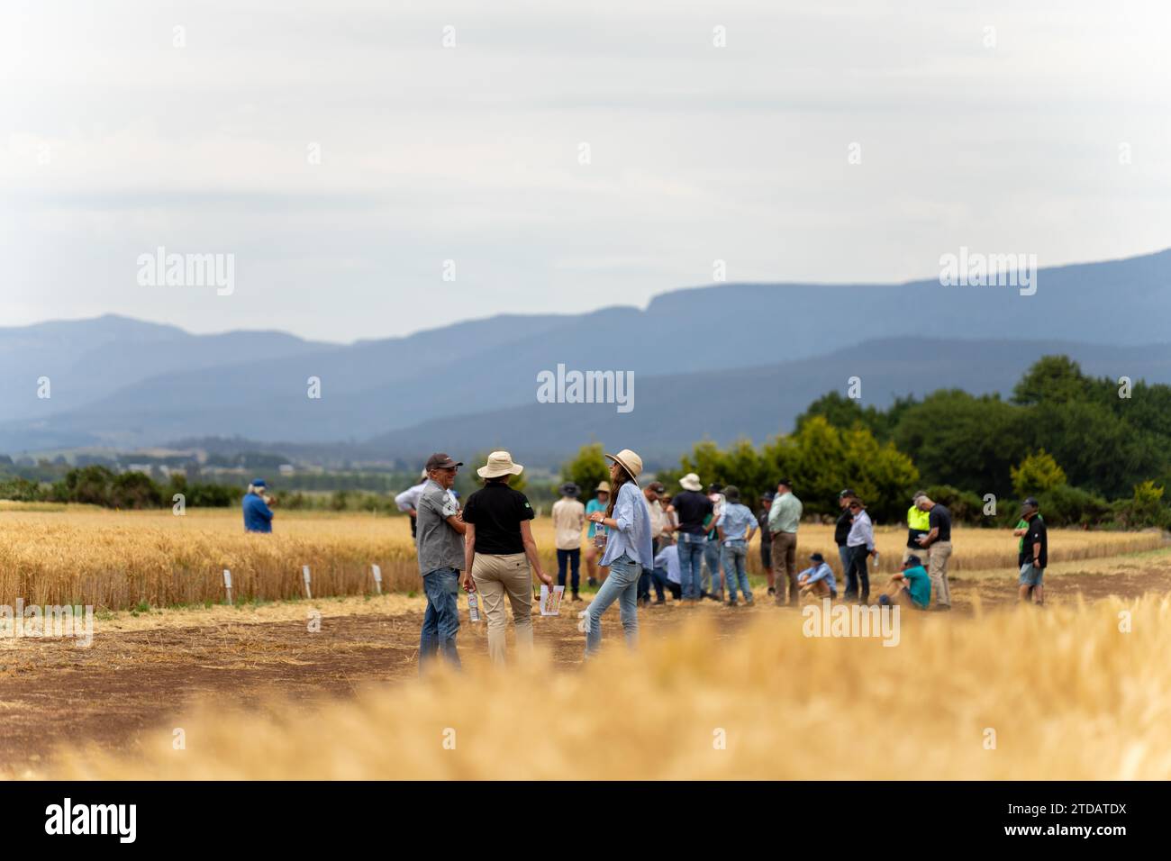 Gruppe von Landwirten auf einem Feld, die von einem Agronomen mit Versuchsanpflanzungen über Weizen und Gerste lernen Stockfoto